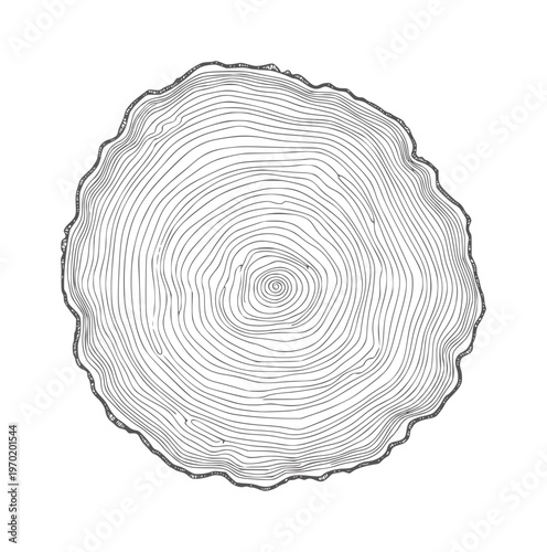 Black and white of a tree ring cross section wood