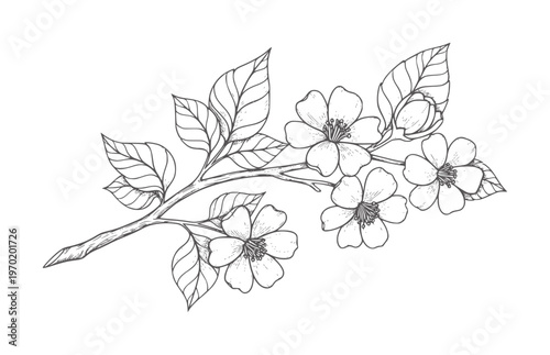 Black and white of cherry blossom branch with leaves and flowers