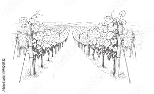 Black and white of a vineyard with rows of grapevines and distant hills grapes