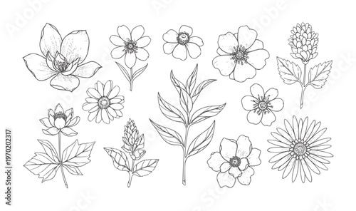 Collection of hand drawn botanical floral in black and white flower nature plant