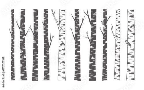 Dark gray birch trees with bare branches white forest nature