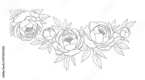 Delicate line floral arrangement of peonies and leaves peony flower botanical