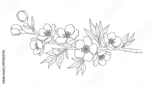 Delicate line of blooming cherry blossom branch with buds flower