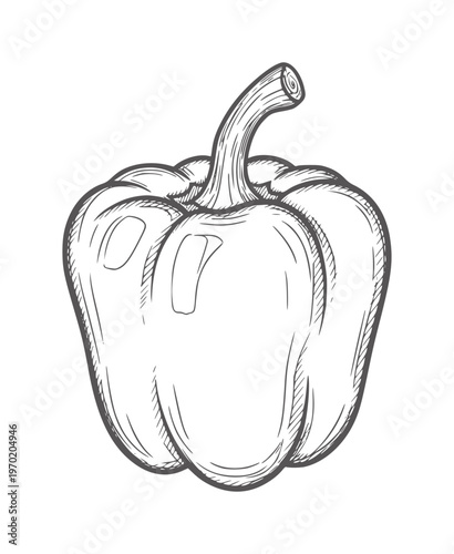 Hand drawn of a bell pepper with stem food vegetable produce