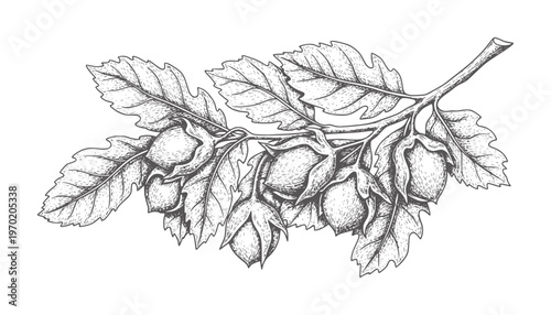 Hand drawn of hazelnut branch with leaves and nuts vintage