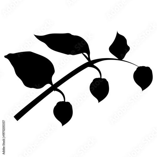 A physalis branch with three flowers and leaves in doodle style silhouette. Vector illustration isolated on a white background.