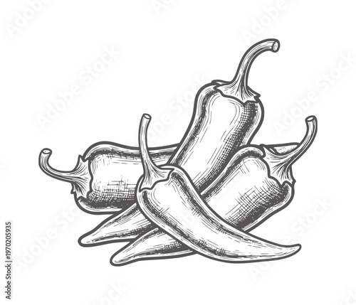 Hand drawn of three chili peppers in black and white food spice
