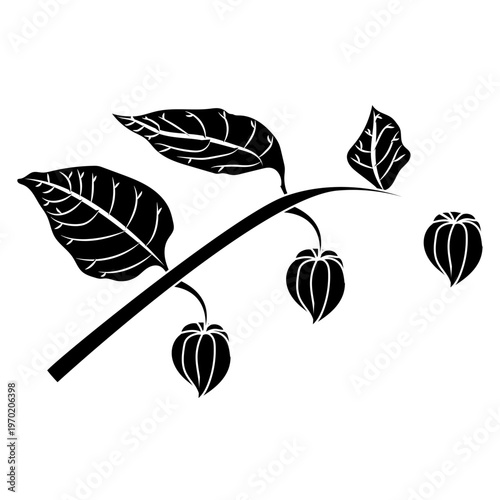 A physalis branch with three flowers and leaves in a black and white silhouette style. Vector illustration isolated on a white background.