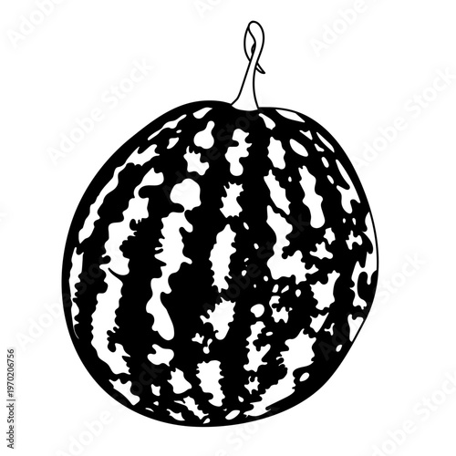 Watermelon in silhouette style. Vector illustration isolated on white background.
