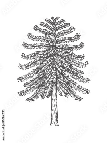 Of a coniferous evergreen tree with dense foliage pine spruce