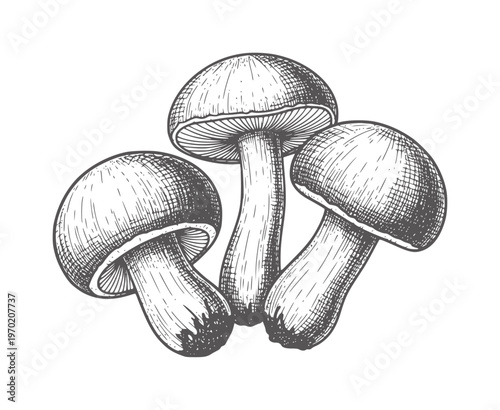 Three hand drawn mushrooms in vintage engraving style fungi food nature