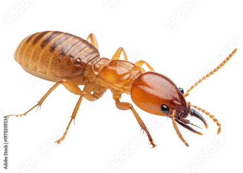 Termite isolated on a transparent background.