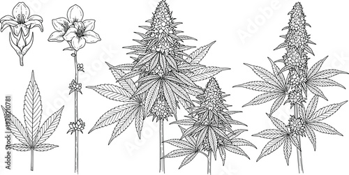 Vintage hand drawn sketch of cannabis plants including leaves buds and flowers isolated on white background for medical marijuana herbal medicine and cbd oil branding