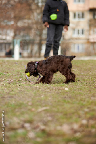 Portrait of a young English Cocker Spaniel. A young dark brown English Cocker Spaniel playing on the grass in a park. English Cocker Spaniel playing on the grass in a park