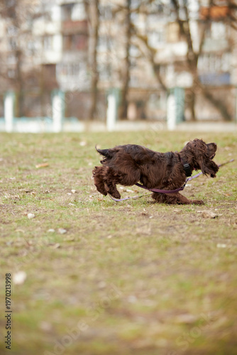 Portrait of a young English Cocker Spaniel. A young dark brown English Cocker Spaniel playing on the grass in a park. English Cocker Spaniel playing on the grass in a park