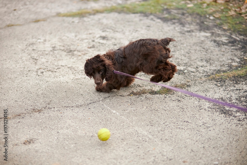 Portrait of a young English Cocker Spaniel. A young dark brown English Cocker Spaniel playing on the grass in a park. English Cocker Spaniel playing on the grass in a park
