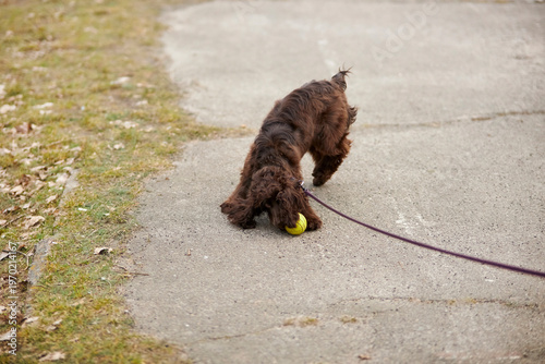Portrait of a young English Cocker Spaniel. A young dark brown English Cocker Spaniel playing on the grass in a park. English Cocker Spaniel playing on the grass in a park