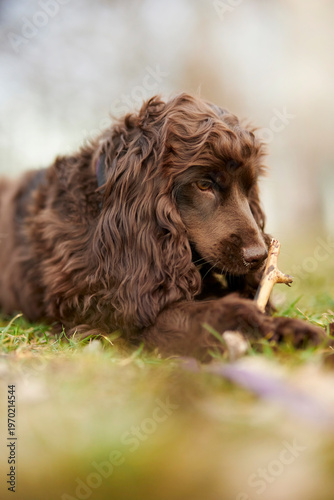 Young English Cocker Spaniel. Young dark brown English Cocker Spaniel lying on the grass and nibbling on a wooden stick. A English Cocker Spaniel lies on the grass in the park and gnaws on a stick