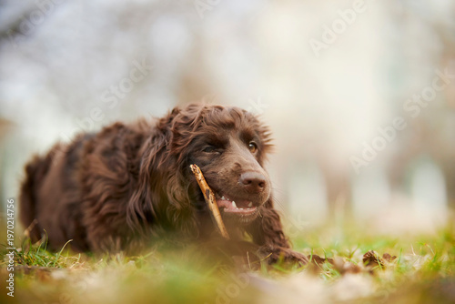 Young English Cocker Spaniel. Young dark brown English Cocker Spaniel lying on the grass and nibbling on a wooden stick. A English Cocker Spaniel lies on the grass in the park and gnaws on a stick