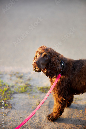 Portrait of a young English Cocker Spaniel. A young dark brown English Cocker Spaniel playing on the grass in a park. English Cocker Spaniel playing on the grass in a park