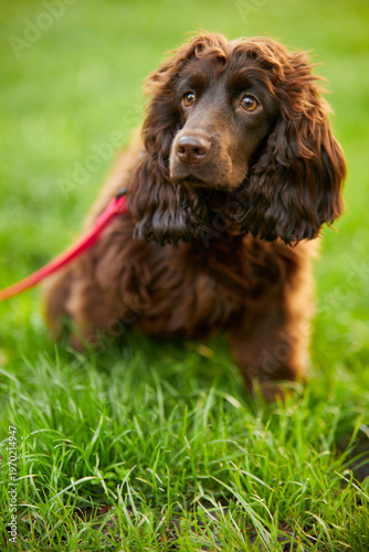 Portrait of a young English Cocker Spaniel. A young dark brown English Cocker Spaniel playing on the grass in a park. English Cocker Spaniel playing on the grass in a park