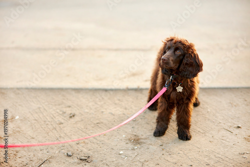 Portrait of a young English Cocker Spaniel. A young dark brown English Cocker Spaniel playing on the grass in a park. English Cocker Spaniel playing on the grass in a park