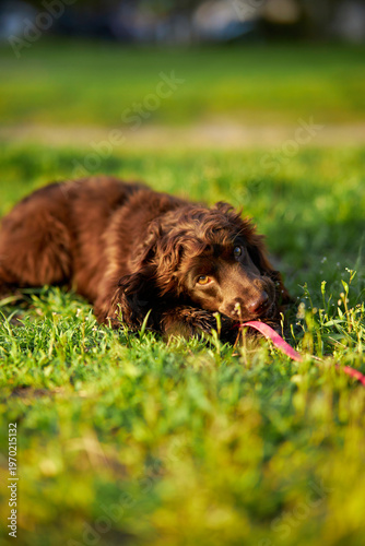 Young English Cocker Spaniel. Young dark brown English Cocker Spaniel lying on the grass and nibbling on a wooden stick. A English Cocker Spaniel lies on the grass in the park and gnaws on a stick