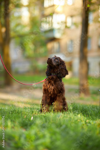 Portrait of a young English Cocker Spaniel. A young dark brown English Cocker Spaniel playing on the grass in a park. English Cocker Spaniel playing on the grass in a park