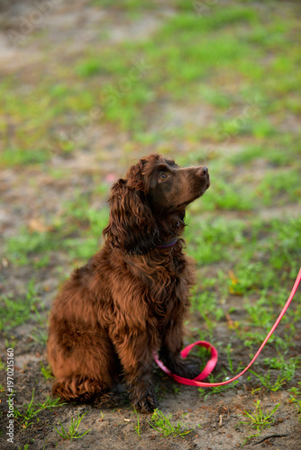 Portrait of a young English Cocker Spaniel. A young dark brown English Cocker Spaniel playing on the grass in a park. English Cocker Spaniel playing on the grass in a park