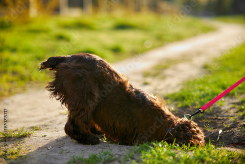 Portrait of a young English Cocker Spaniel. A young dark brown English Cocker Spaniel playing on the grass in a park. English Cocker Spaniel playing on the grass in a park