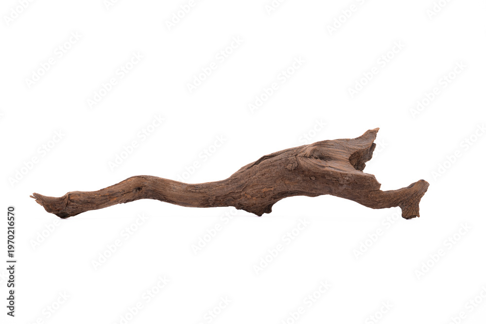 Obraz premium Driftwood aged wood isolated on white background. Piece of driftwood driftwood close up for aquarium.