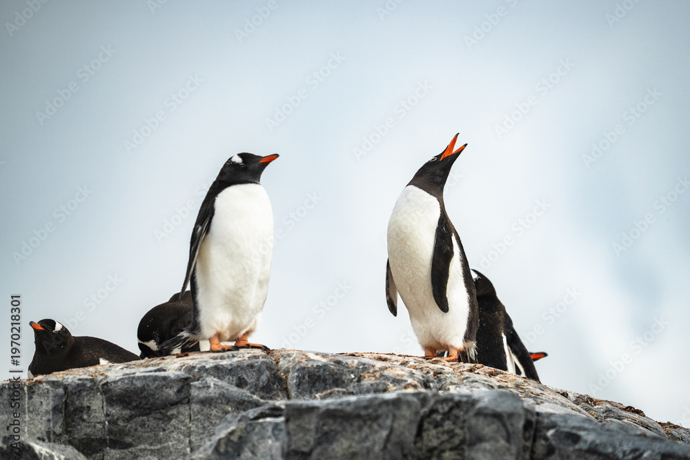 Fototapeta premium Gentoo Penguin Calling in Ecstatic Display Behavior on Rocks Close Up in Antarctica Wildlife