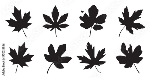Set of black maple leaf silhouettes on white background autumn fall natural elements isolated vector illustrations