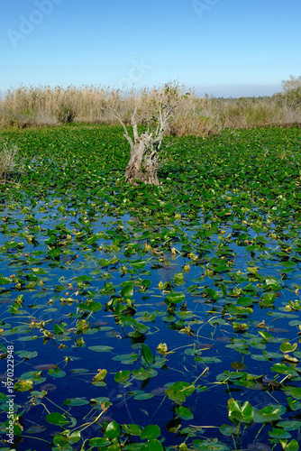 Mangrove trees in the Florida Everglades on a beautiful winter day
