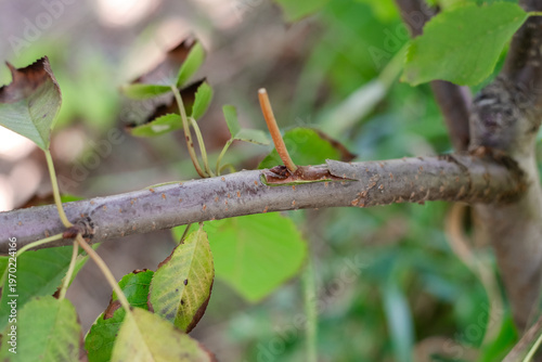 Foto Close up of a newly grafted scion on a tree branch in a sunny orchard