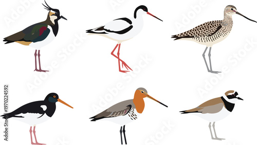 Wading shorebirds collection illustration, diverse coastal bird species set with detailed colors, wildlife nature vector design, isolated on light background for educational and decorative use