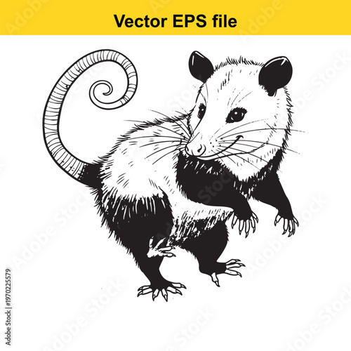 A black and white drawing of an opossum standing on its hind legs