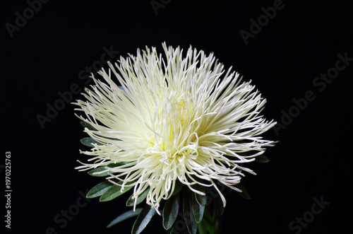 Beautiful white with yellow aster flower on dark moody black background, colorful composition for celebtarion design and concept, vertical macro banner