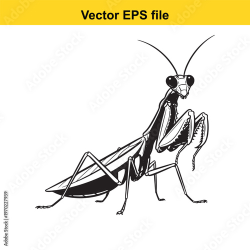 A black and white drawing of a praying mantis