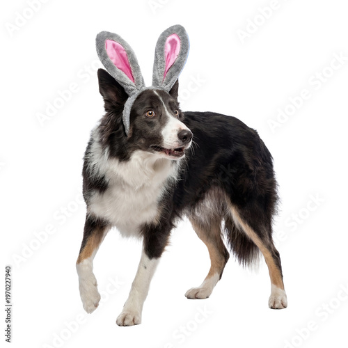 Adorable black and white Border Collie dog wearing fuzzy gray bunny ears, turning its head with a curious expression.