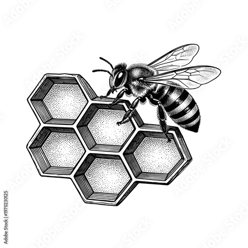 Antique honey bee and honeycomb etching apiary illustration