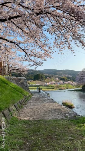 POV walking under cherry blossom trees along a river in Japan vertical 4K video 05