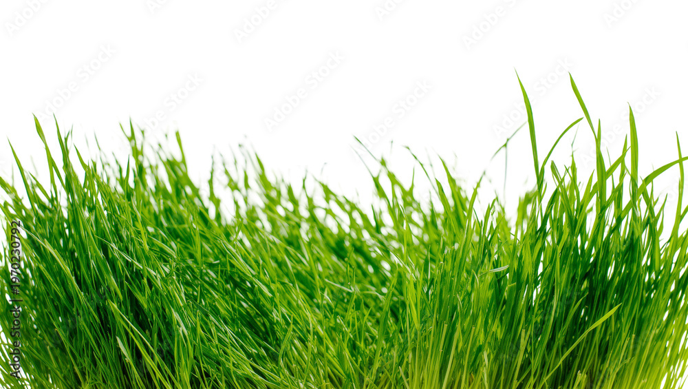Fototapeta premium Isolated vibrant green fresh grass texture, spring lawn growth, natural organic environment