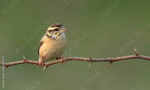 Photography Black-breasted Weaver(Ploceus benghalensis) photographed in Nalsarovar Bird Sanctuary, located in Ahmedabad, India