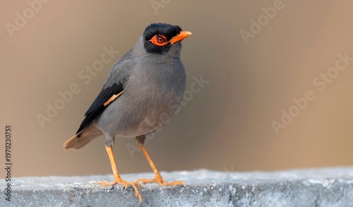 Photography Image depicts the Bank Myna (Acridotheres ginginianus) at Nalsarovar Bird Sanctuary, Ahmedabad, Gujarat, India