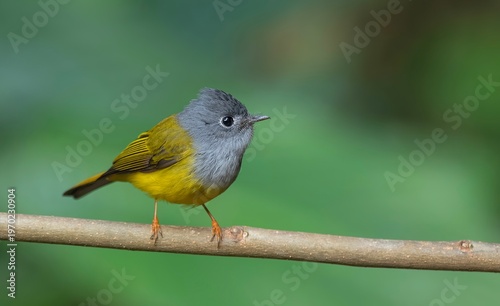 Canvas Print Grey-headed canary-flycatcher (Culicicapa ceylonensis) photographed in Dosdewa located in Khasi Hills, Karimganj District, Assam, India