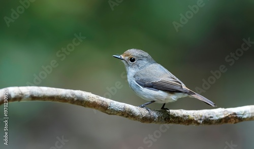 Canvas Print A female Pale Blue Flycatcher (Cyornis unicolor), captured in Dosdewa located in the Khasi Hills, Karimganj District, Assam, India