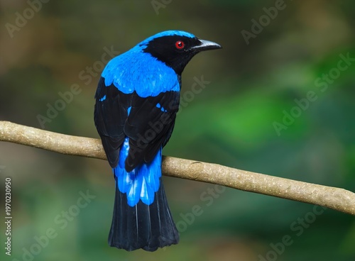 Canvas Print Male Asian Fairy-bluebird (Irena puella), spotted in Dosdewa, situated in the Khasi Hills within the Karimganj District of Assam, India