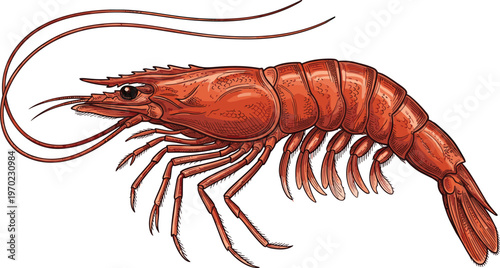 Detailed vector illustration of a red shrimp for seafood menu and culinary design.