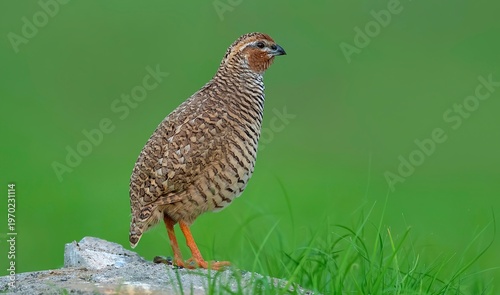 Schilderij op canvas Native Rock Bush quail (Perdicula argoondah) at Nalsarovar Bird Sanctuary, Ahmadabad, Gujarat State, India